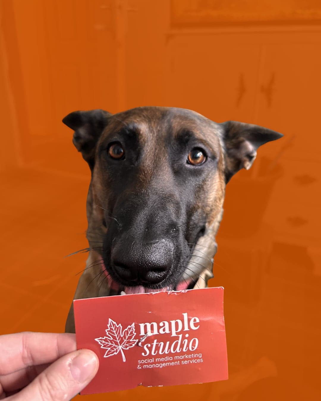Maple, a Belgian Malinois, holding a Maple Studio business card in her mouth.